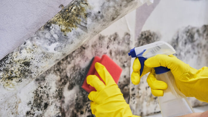 Mould Removal Services Sydney